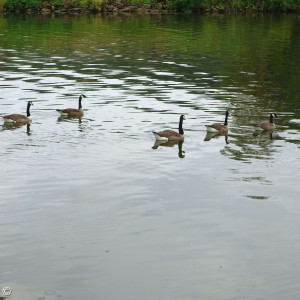 Enten